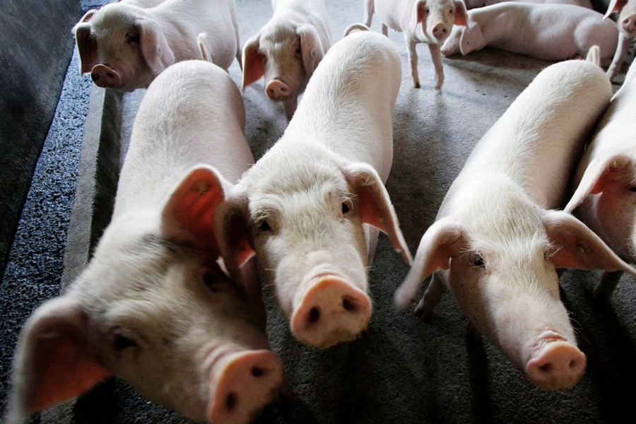 公豬肉質的味道是什麼原因形成的？