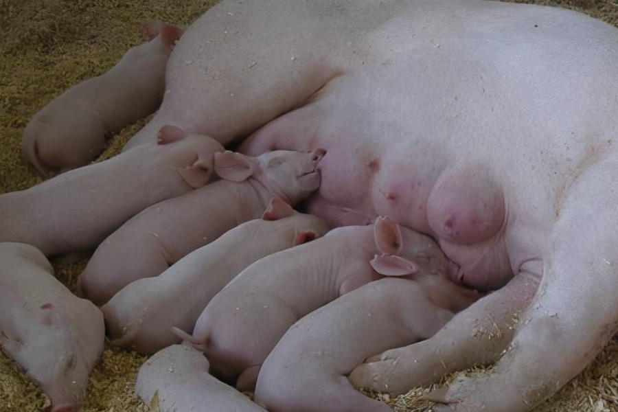 母豬幼崽的劁豬方法和操作步驟？