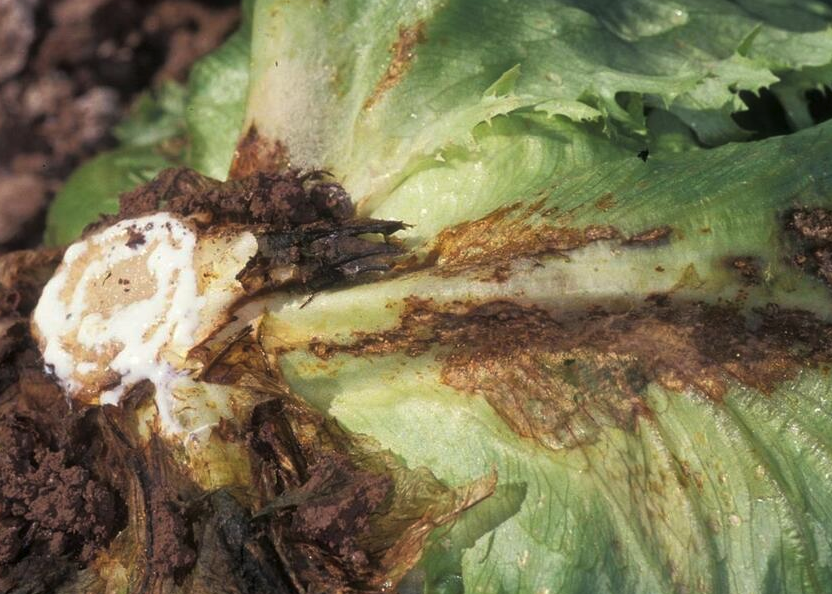 萵苣根朽病是什麼原因造成的?