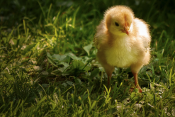 <strong>小雞出現生長受阻和腹瀉需要補充維生素嗎？</strong>