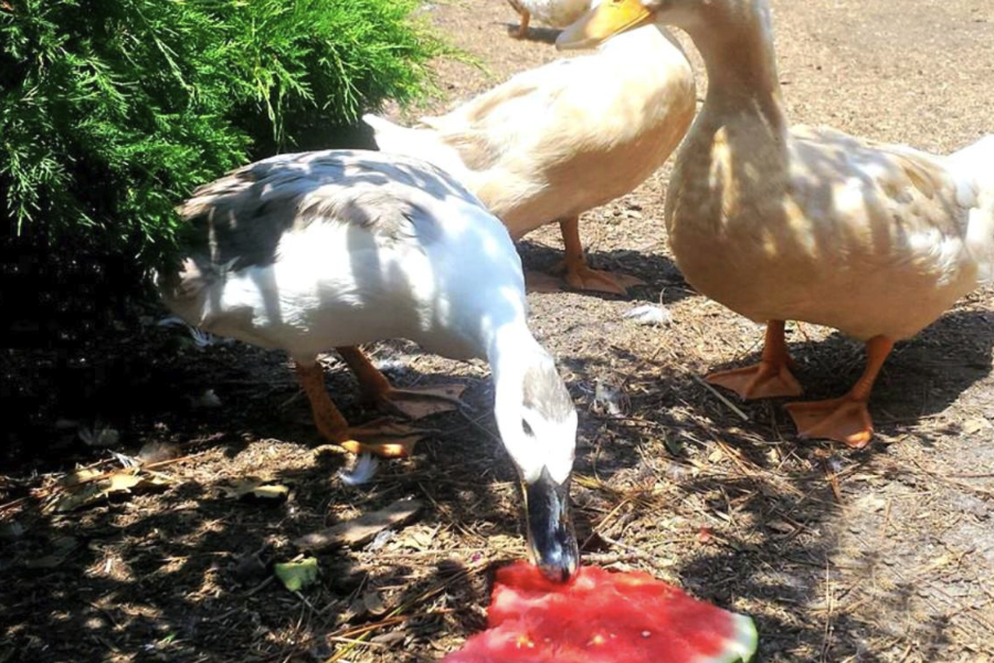 番鴨飼料中的血粉有什麼營養價值?