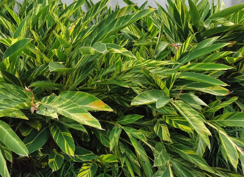 豔山薑怎麼進行分株,需要注意什麼?