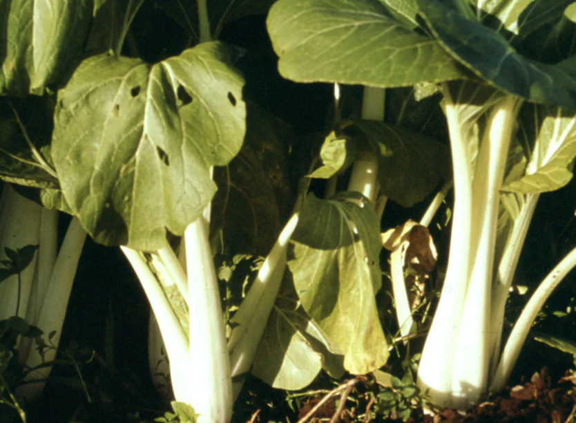 大白菜腋芽培養前怎麼進行消毒?
