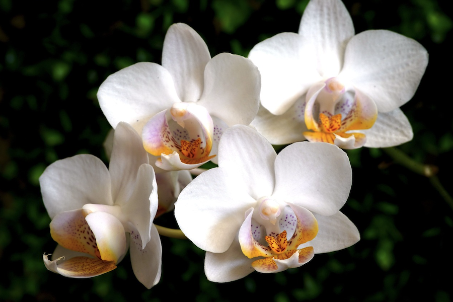 蘭花的香味為什麼能消除疲勞？