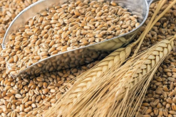 <b>小麥在幹熱風的脅迫下對光合作用有哪些影響？</b>