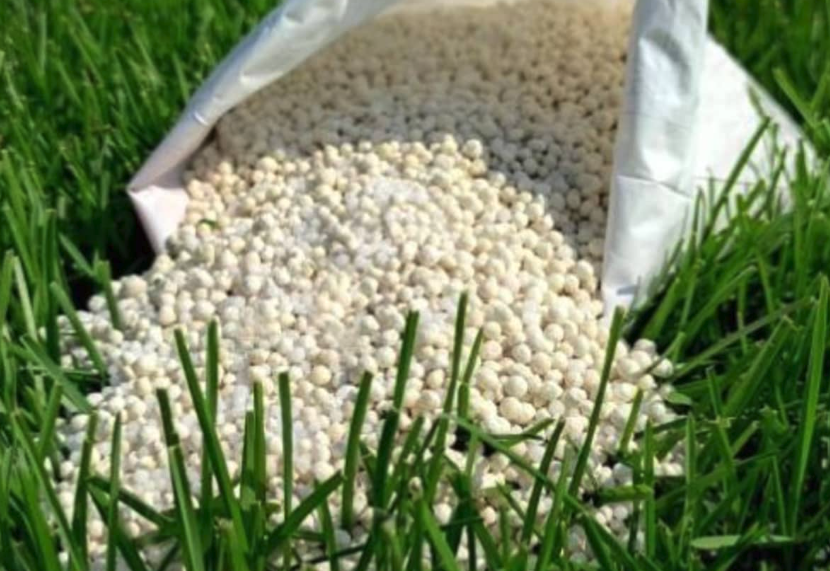 寶鐸草怎麼進行基肥和施肥?
