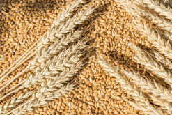 <b>大風地區對小麥葉片蒸騰作用有哪些影響？</b>