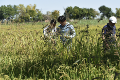 <strong>稗草的生長周期多久，對溫度和土壤有什麼要求？</strong>