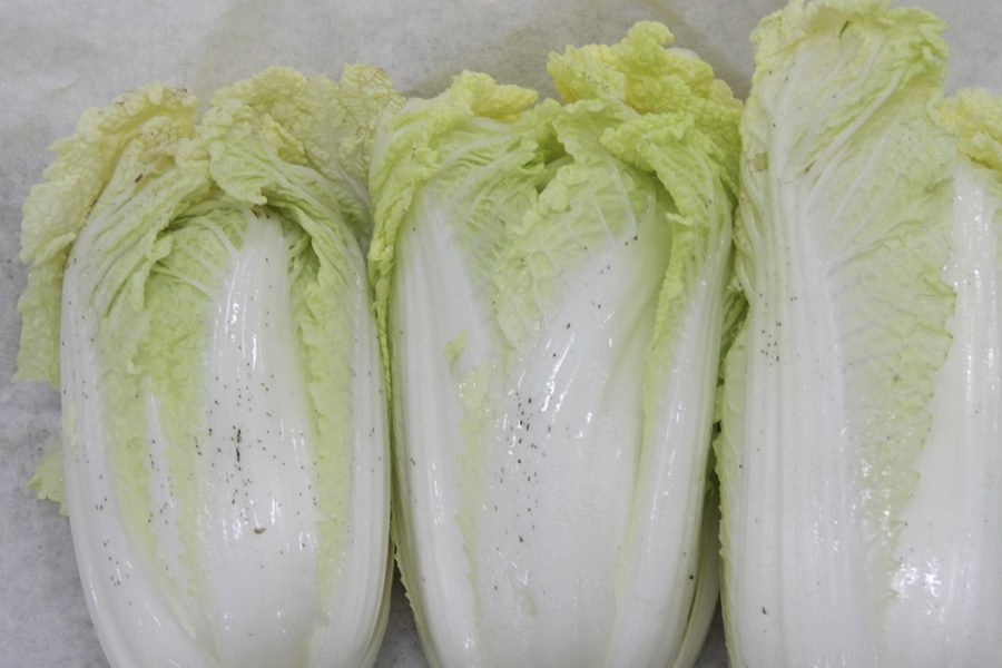 大白菜幼苗在無機鹽濃度低的培養基中有哪些好處？
