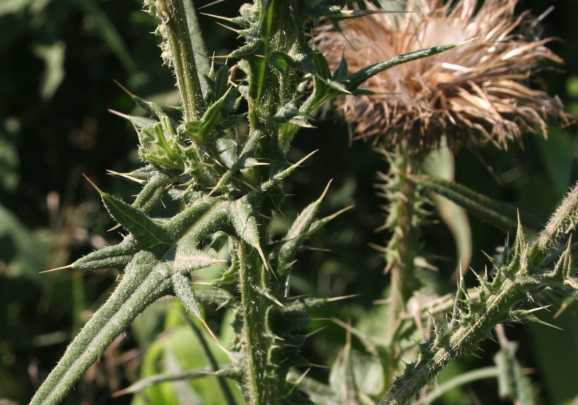 田薊怎麼進行種植,需要注意什麼?
