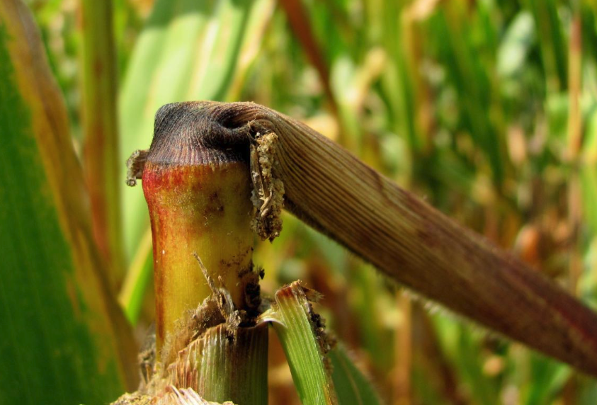 玉米螟幼蟲對玉米莖杆有哪些影響?