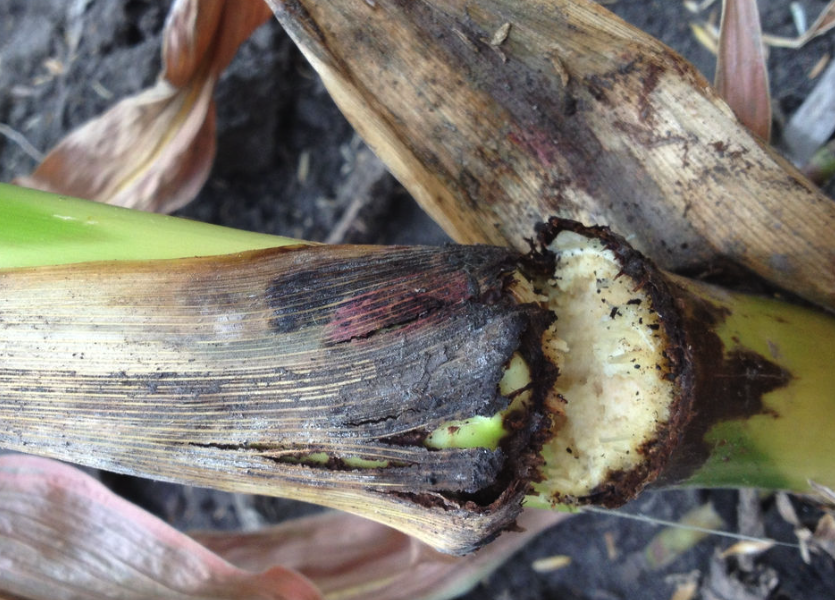玉米莖腐病對莖杆的強度有什麼影響?