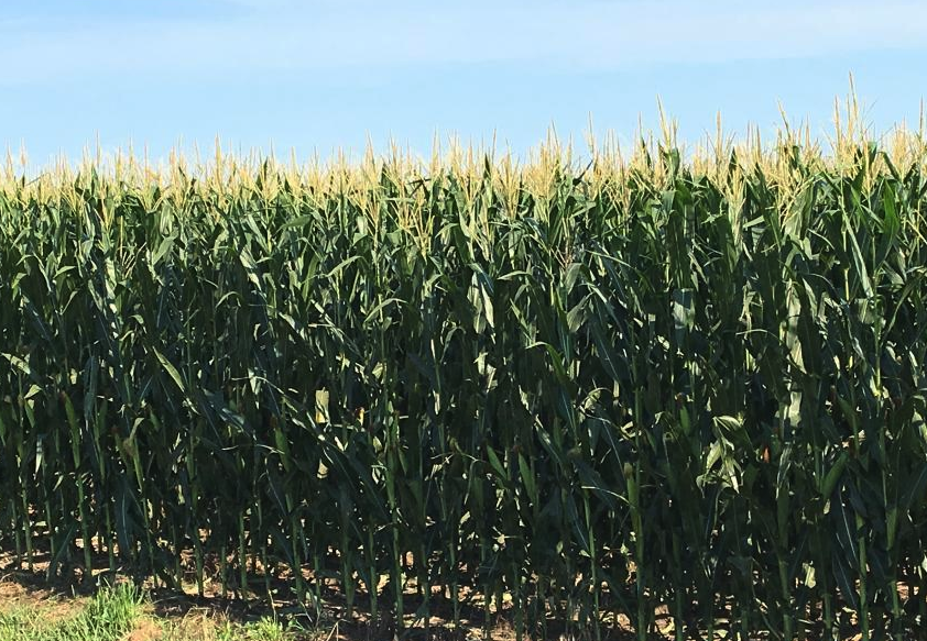 玉米怎麼施用氮素可以提高抗倒伏?