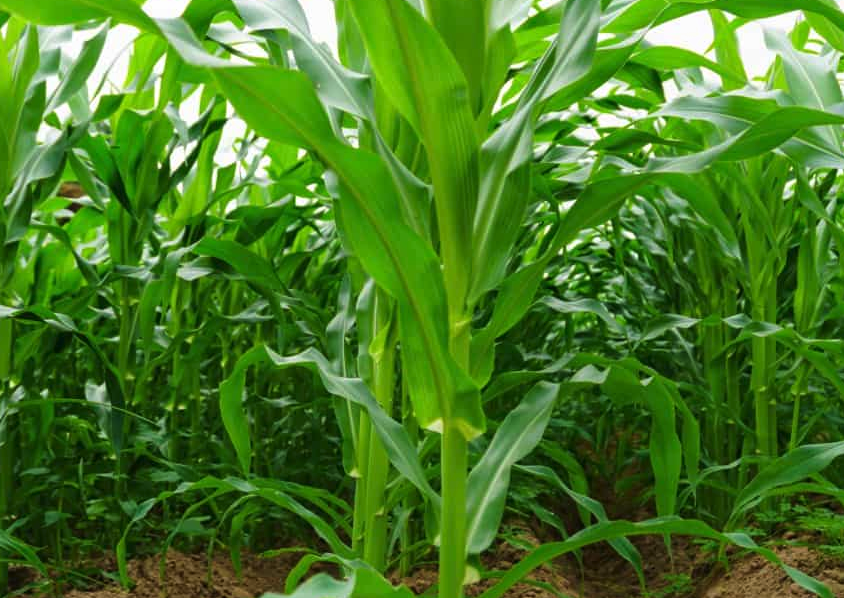 玉米提高抗倒伏性對施氮肥和鉀肥有什麼要求?