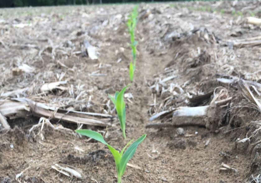 玉米的種植密度控製在多少可以減少倒伏?