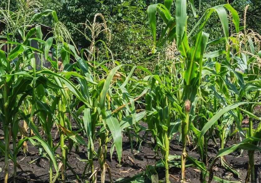 玉米的種植密度控製在多少可以減少倒伏?