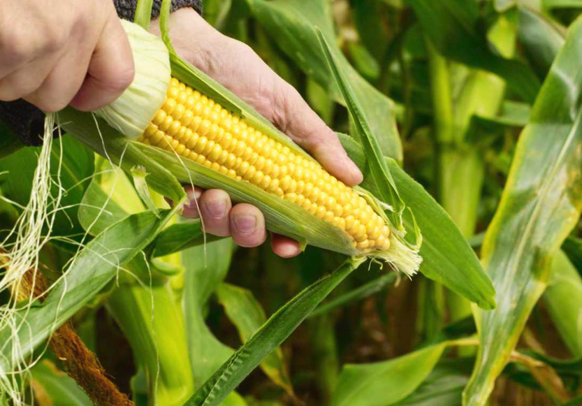 玉米種植高密度對產量有哪些影響?