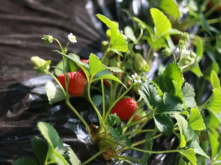 <b>冬季自己在家怎麼用盆子種草莓</b>