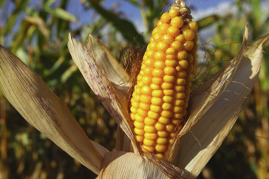 高產，抗倒，抗病的玉米品種有哪些?