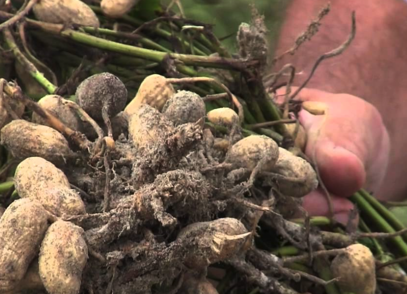 怎麼防治花生餅感染黴菌?