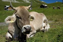 <strong>牛的瘤胃對蛋白質的處理和吸收是什麼樣的?</strong>