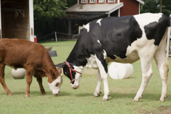 <b>犢牛的飼料脫脂乳粉是怎麼提煉的？</b>