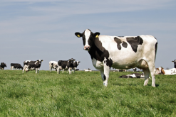 <b>脫脂乳粉和動物性油脂加入犢牛飼料有什麼好處？</b>