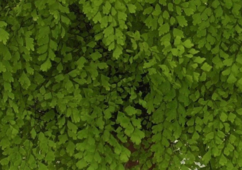 掌葉鐵線蕨有哪些生態習性,對生長環境有什麼要求?