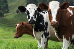 <b>成年奶牛一天對飼料的消耗量是什麼樣的？</b>