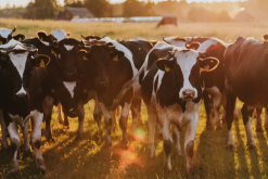 <b>牛飼料中的能量飼料主要包括哪些類？</b>