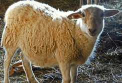 <b>早熟長毛種綿羊有什麼特點?</b>
