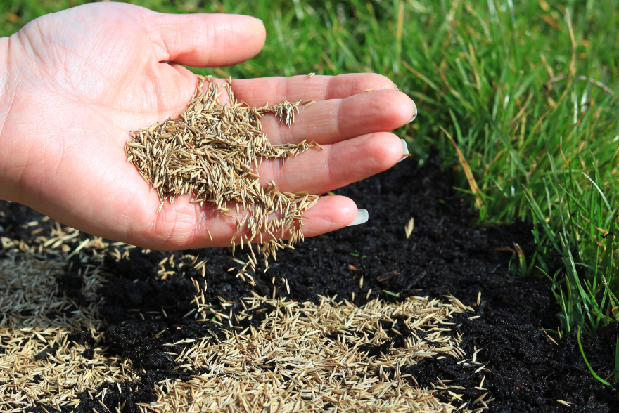 白網紋草的栽種方法和準備條件?