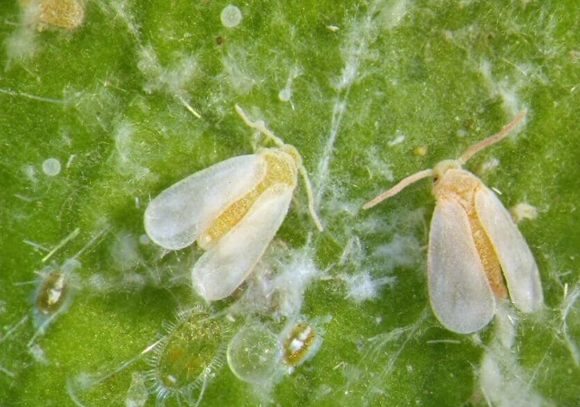 莢果蕨常見的病蟲害有哪些?