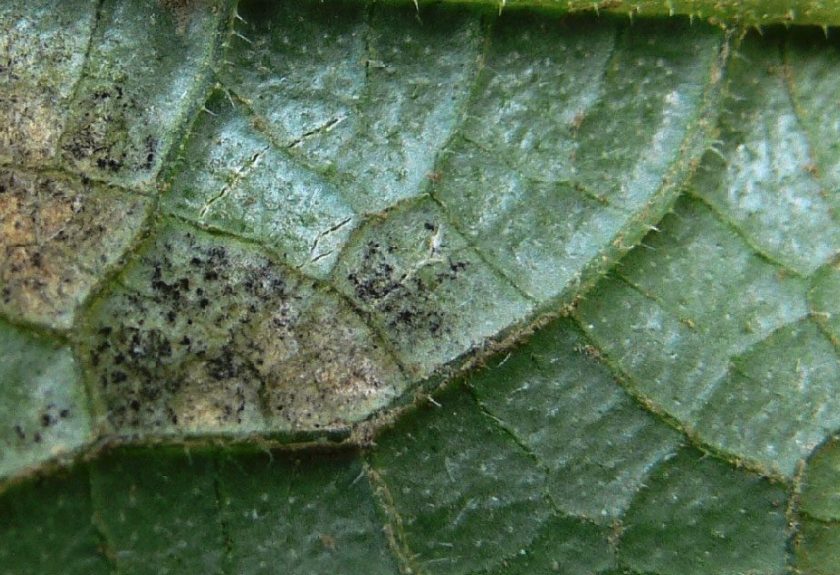 朝鮮蛾眉蕨感染霜黴病有哪些症狀?