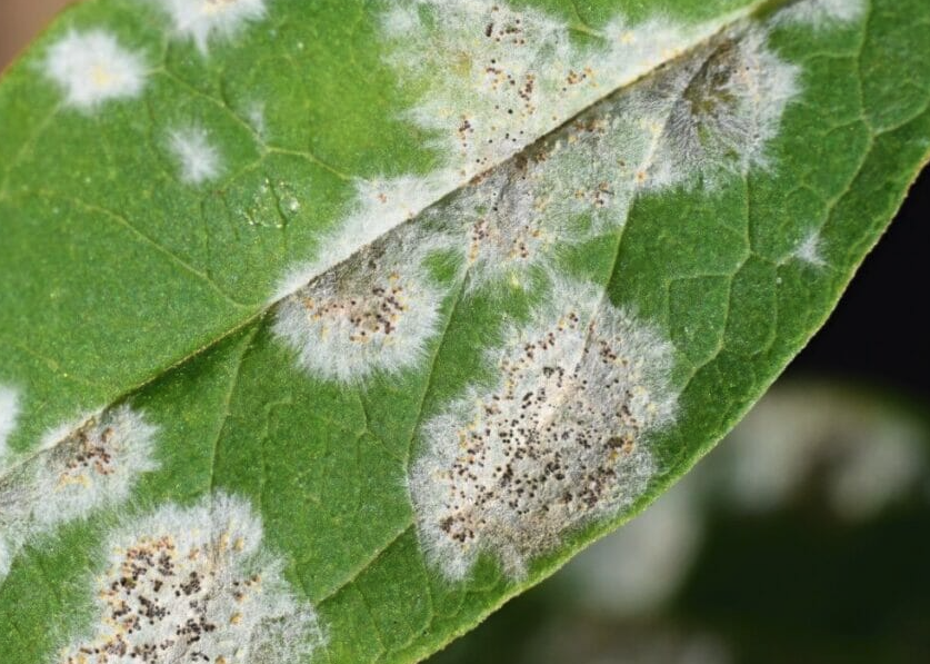 朝鮮蛾眉蕨常見的病蟲害有哪些?