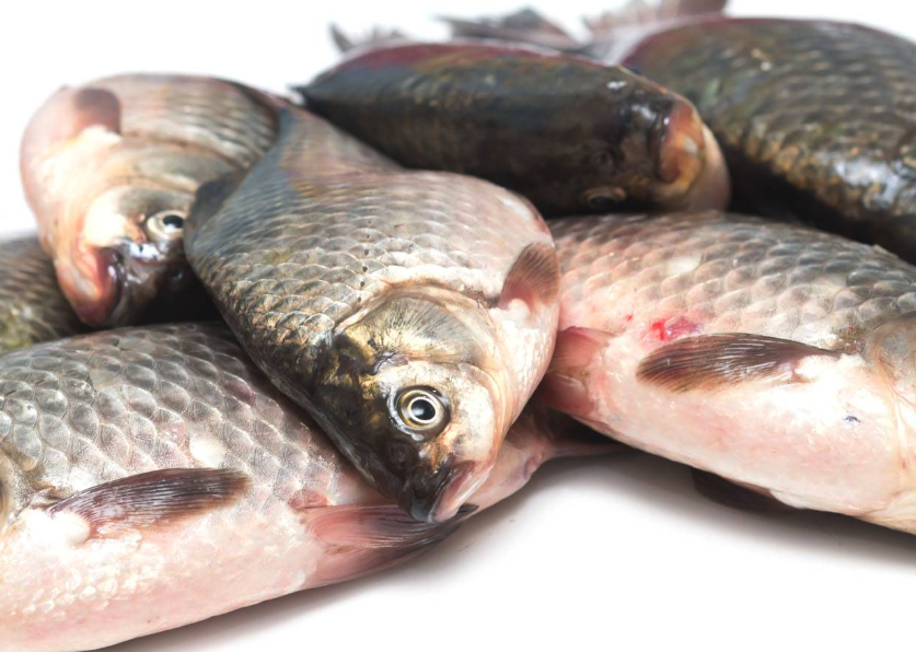 魚粉發黴變質有哪些表現?