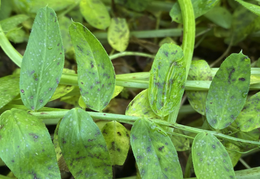 野豌豆被真菌感染會有什麼症狀?