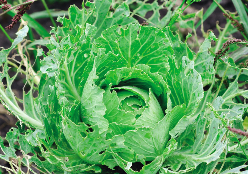 野豌豆怎麼來消滅豆食心蟲?