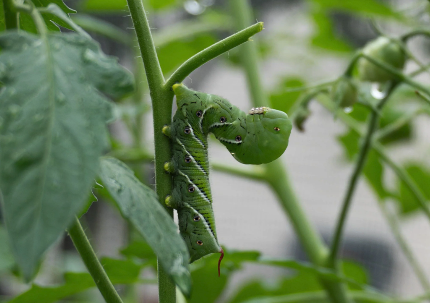 野豌豆怎麼來消滅豆食心蟲?
