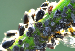 <b>豆蚜是什麼害蟲，怎麼進行消滅?</b>