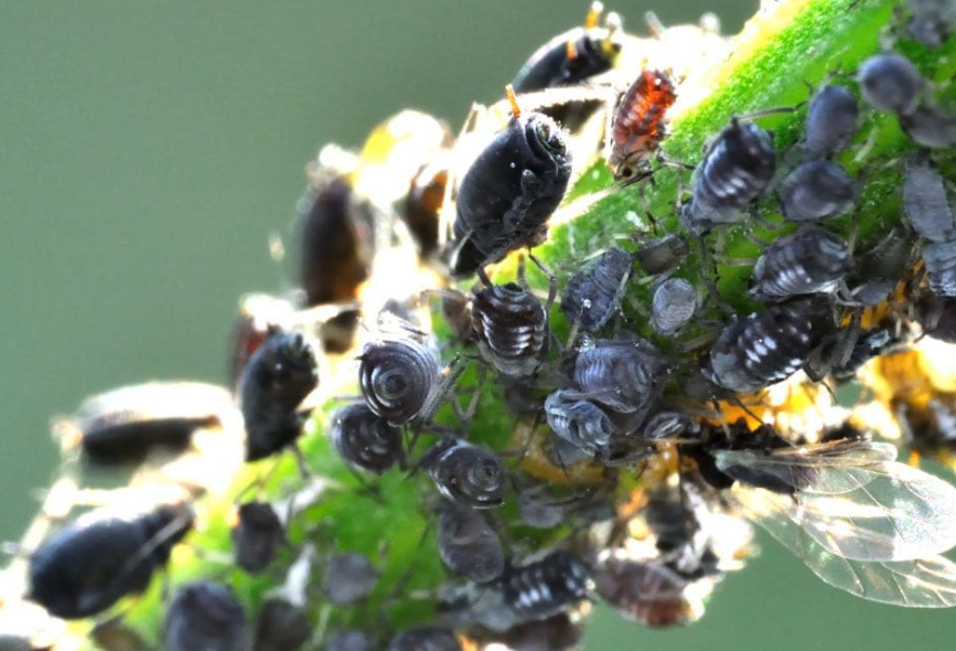 豆蚜是什麼害蟲，怎麼進行消滅?
