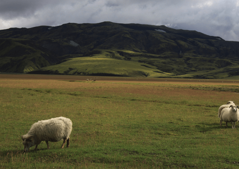 平臥藜加入羊飼料中有哪些好處?