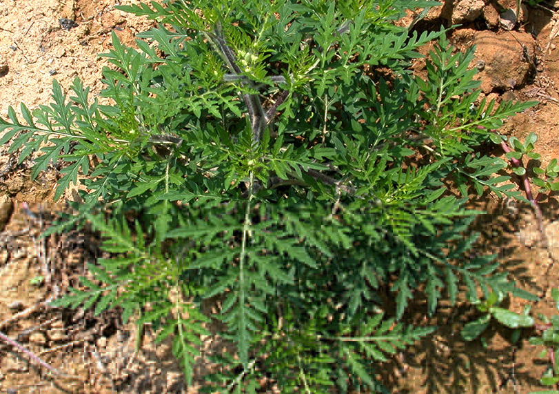 豚草有哪些生態習性,生長周期多久?