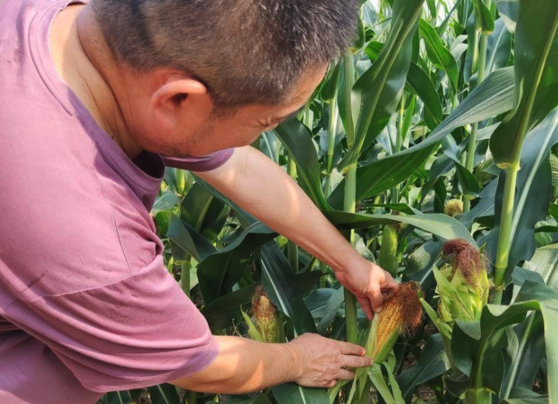臭氧對玉米生長有哪些影響?