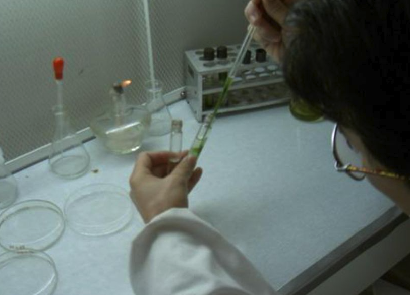 怎麼用複合酶用於原生質體分離?