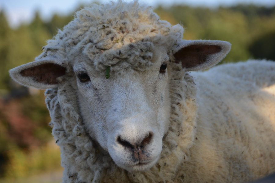 阿爾帕卡羊需要注射哪些疫苗？