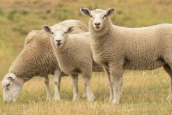 <b>阿爾帕卡羊怎麼挑選繁殖能力好的母羊？</b>