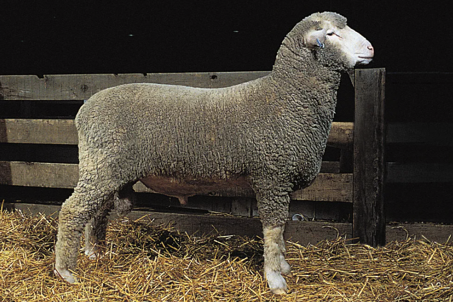 馬利諾羊對生長環境有什麼要求，適宜溫度和海拔怎麼樣？