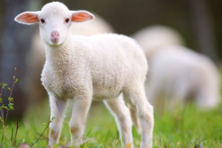 <b>馬利諾羊出現白喉是什麼原因，會傳染嗎？</b>