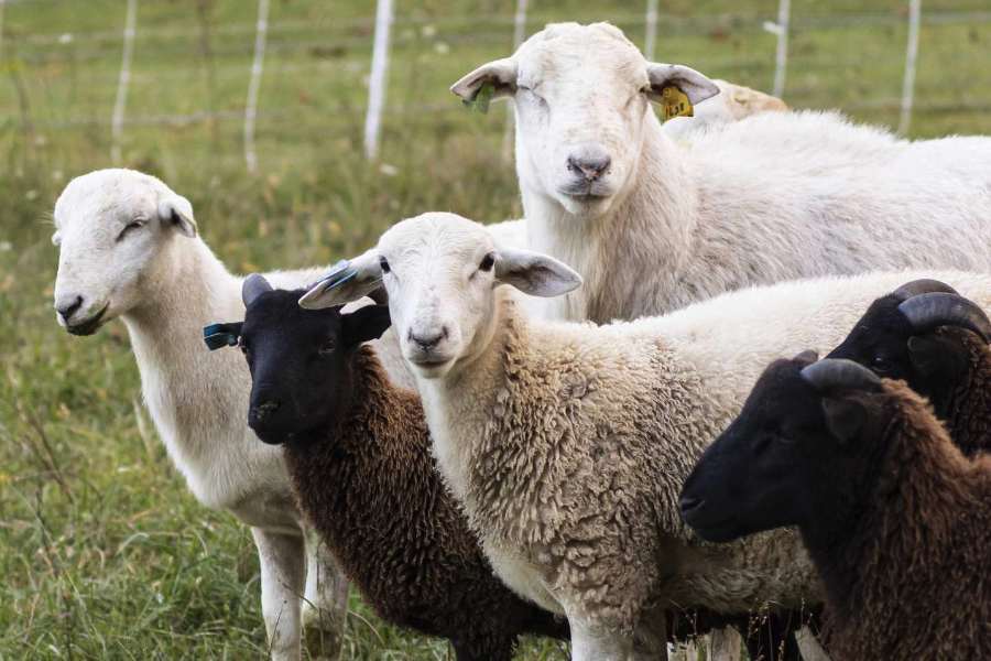馬利諾羊出現炭疽病有哪些症狀？